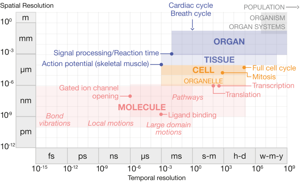 graph of the range of physiological processes according to time (x-axis) and length (y-axis). Processes are grouped by biological complexity: molecular, cell, tissue, and organ. 